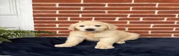 Golden Retriever dogs for sale: Gabby - Ad 2