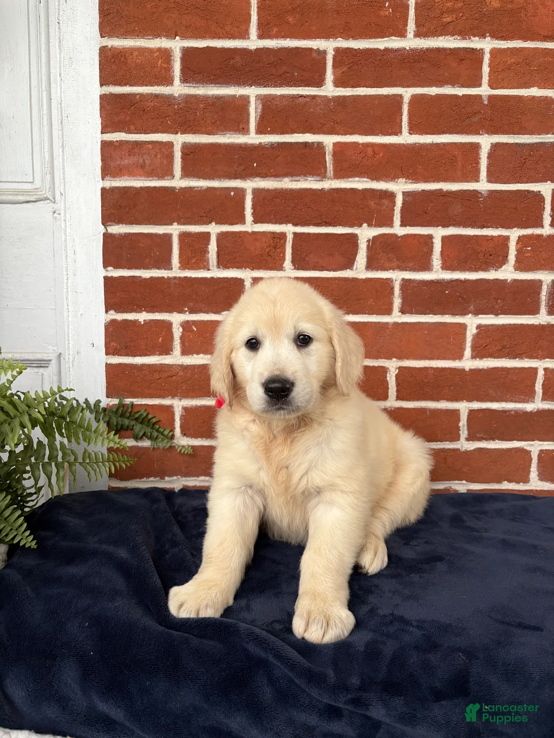 Golden Retriever dogs for sale: Gabby - Ad 2