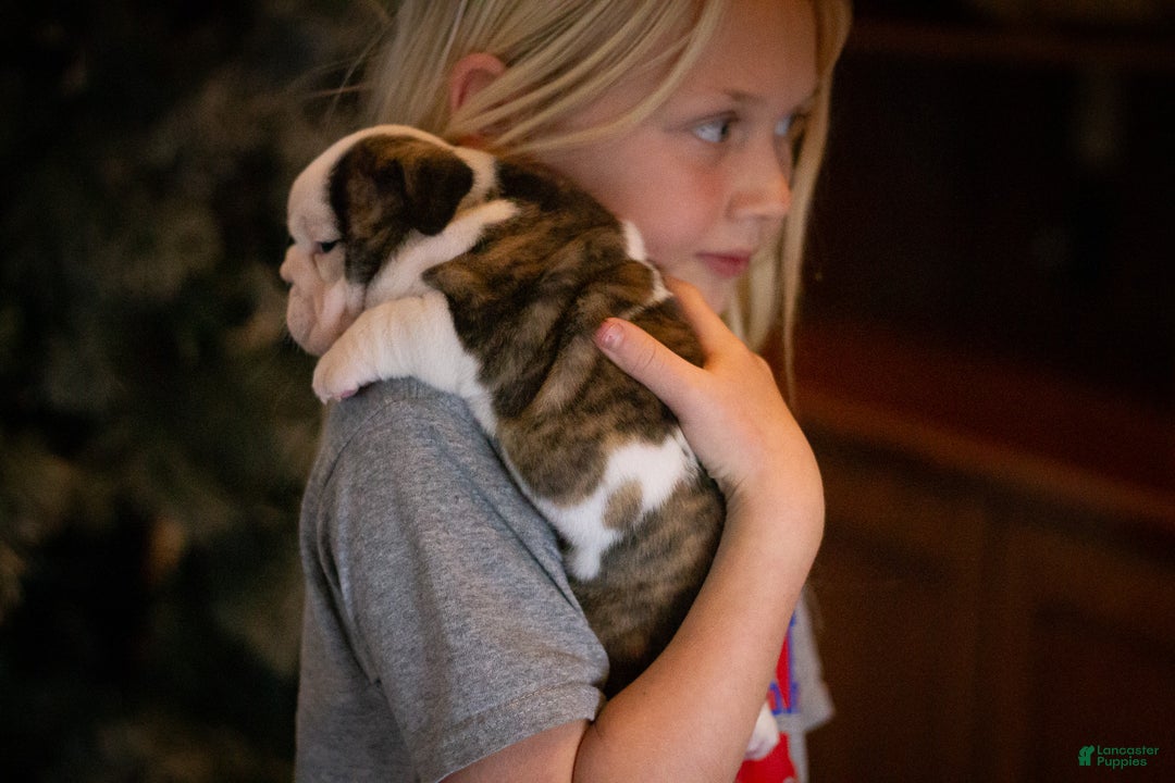 English Bulldog dogs for sale: Lucy - Ad 13