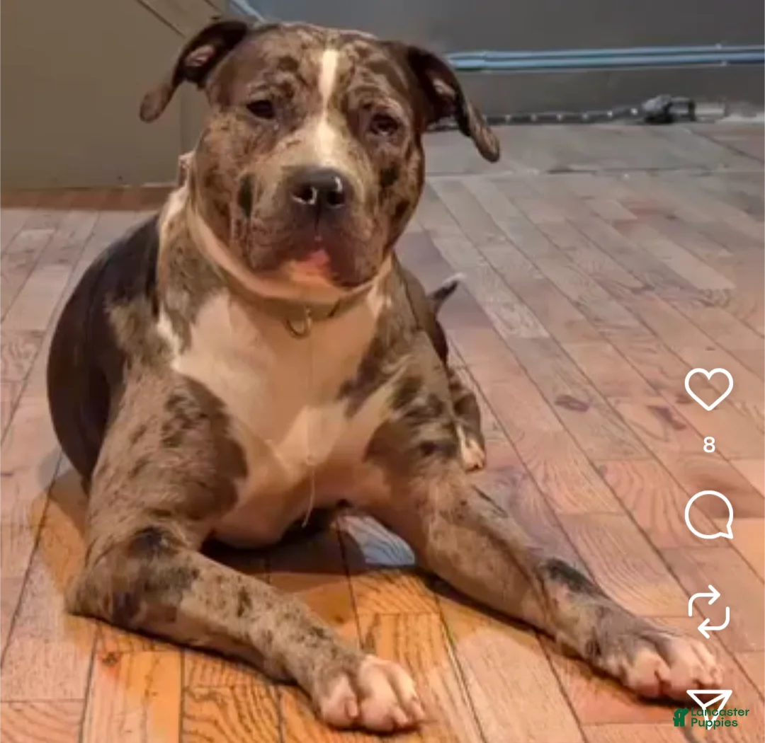 American Bully dogs for sale: Sage - Ad 13