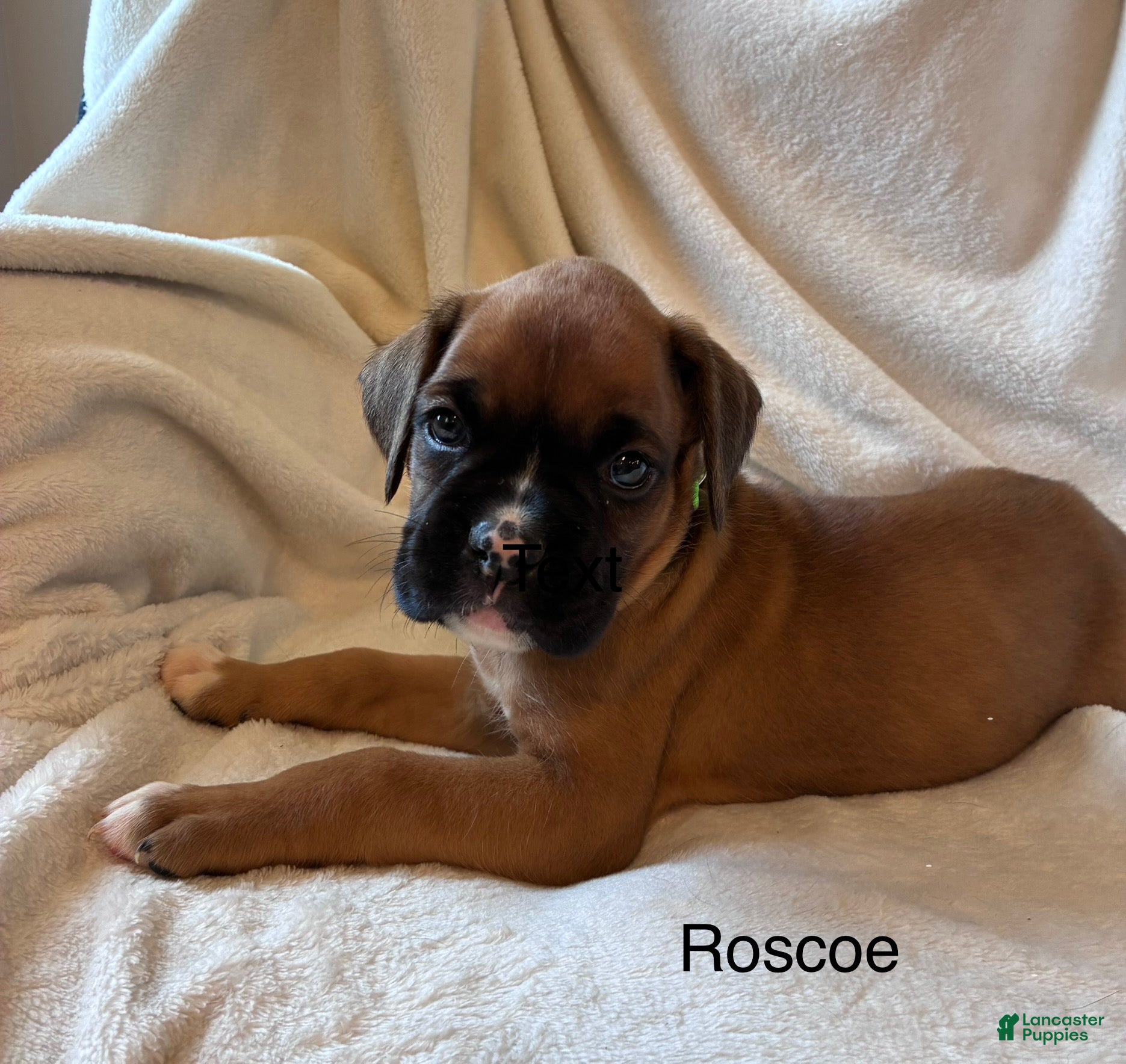Boxer dogs Roscoe  - Ad 1