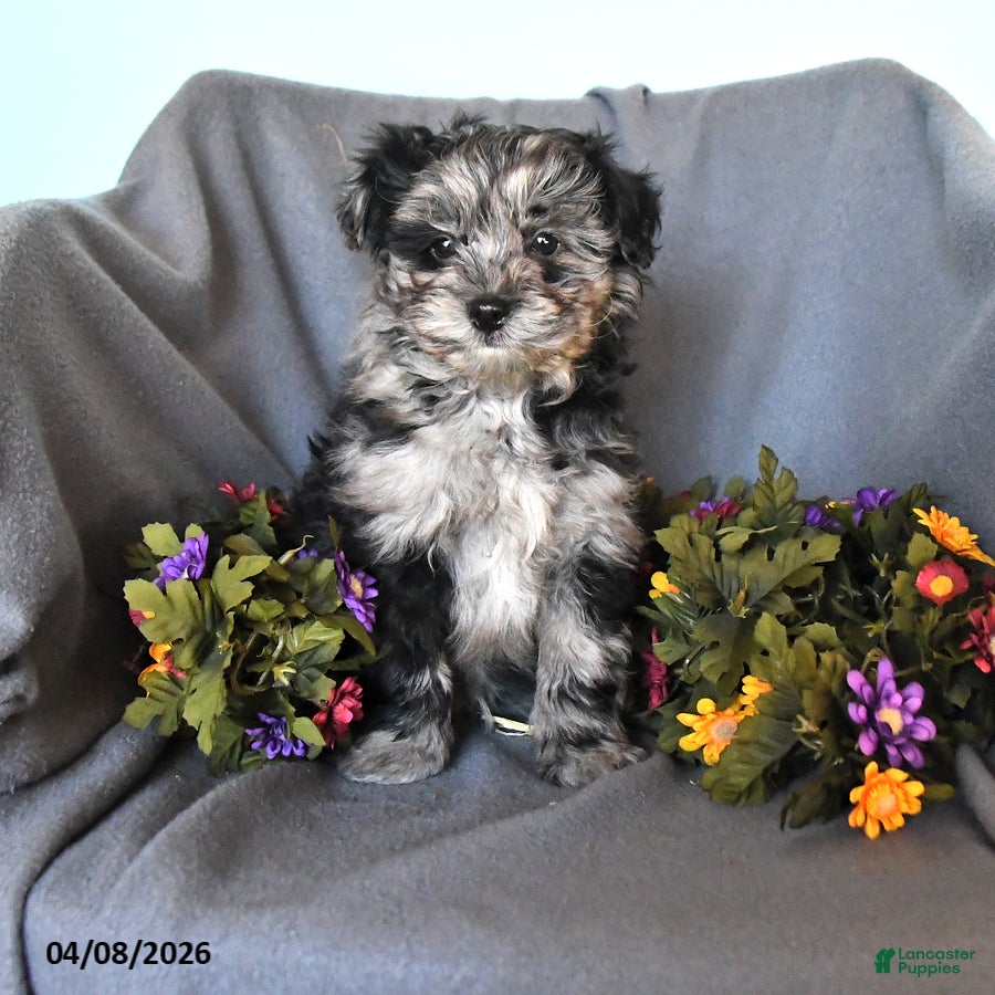 Pomapoo dogs Straley - Ad 1