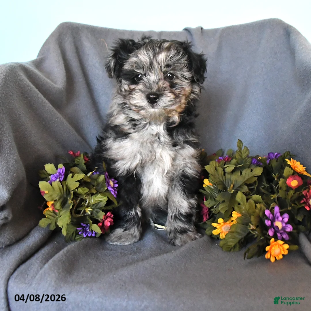 Pomapoo dogs for sale: Straley - Ad 1