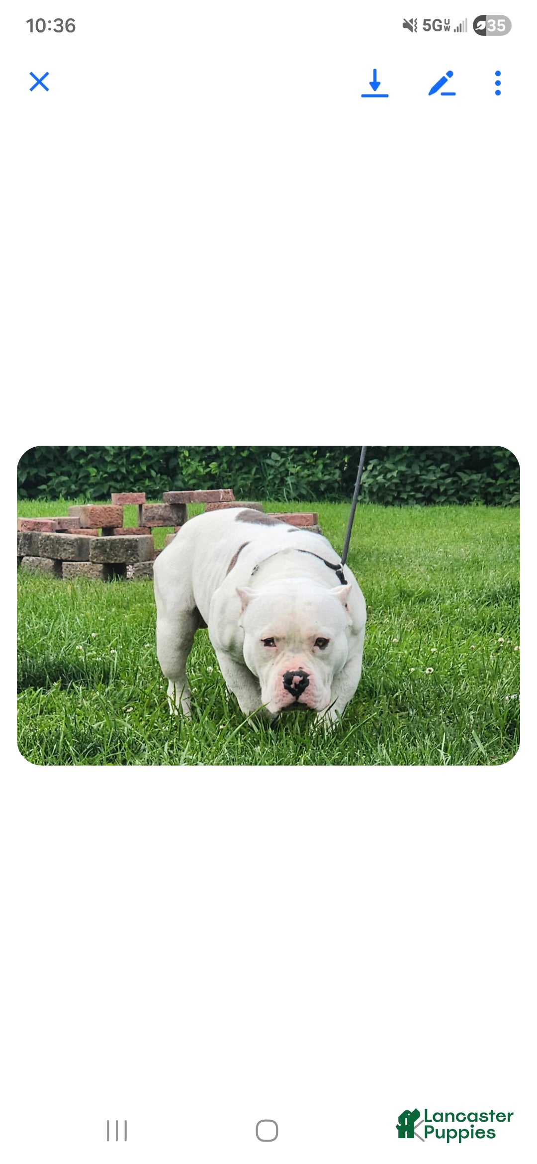American Bully dogs for sale: Little buddy - Ad 6