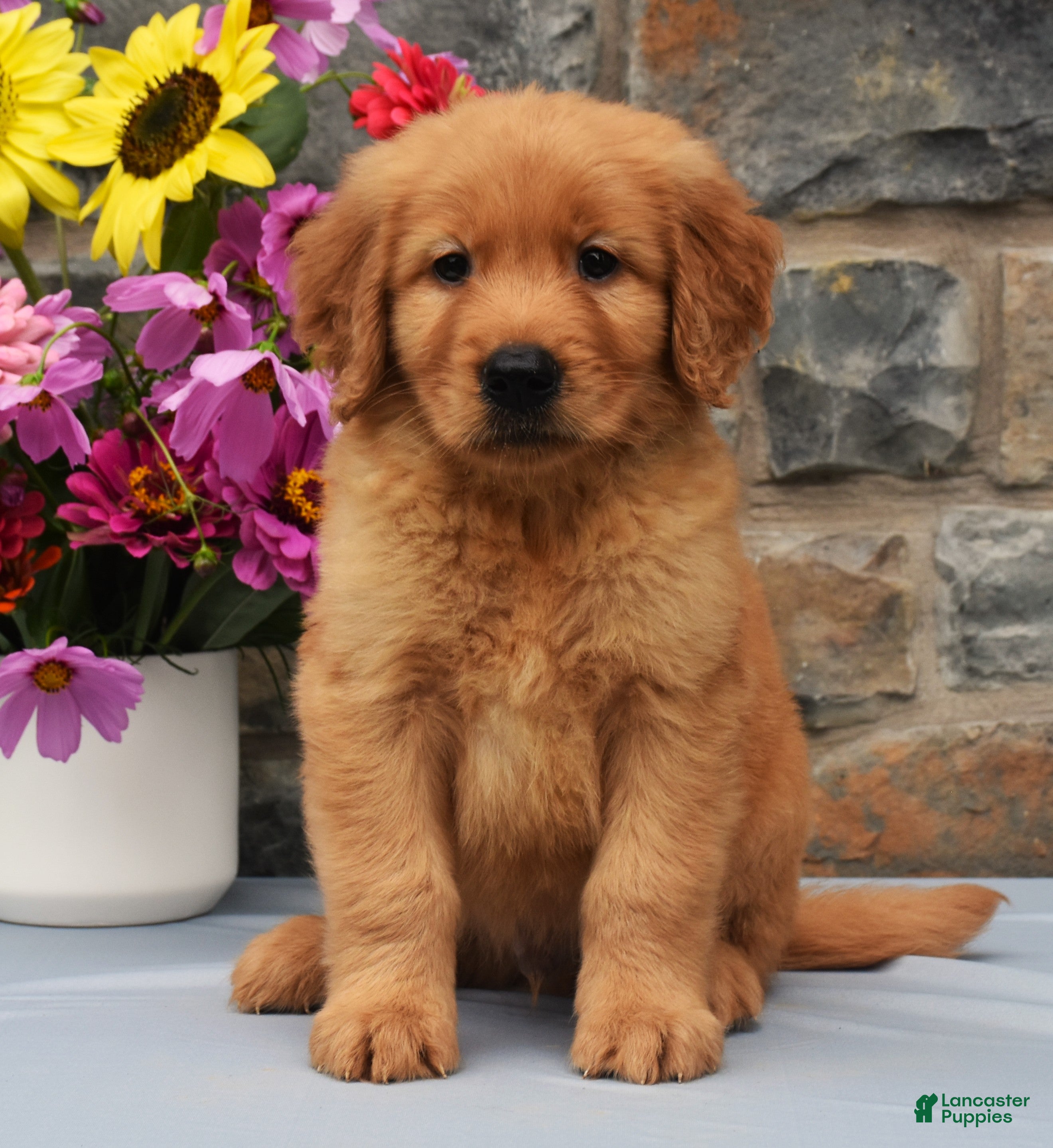 Golden Retriever dogs Scotty - Ad 1