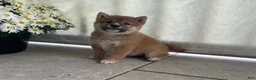 Shiba Inu dogs for sale: Cooper - Ad 4