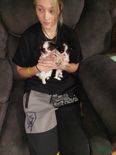 Gallery Image {{count}}