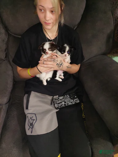 Gallery Image {{count}}