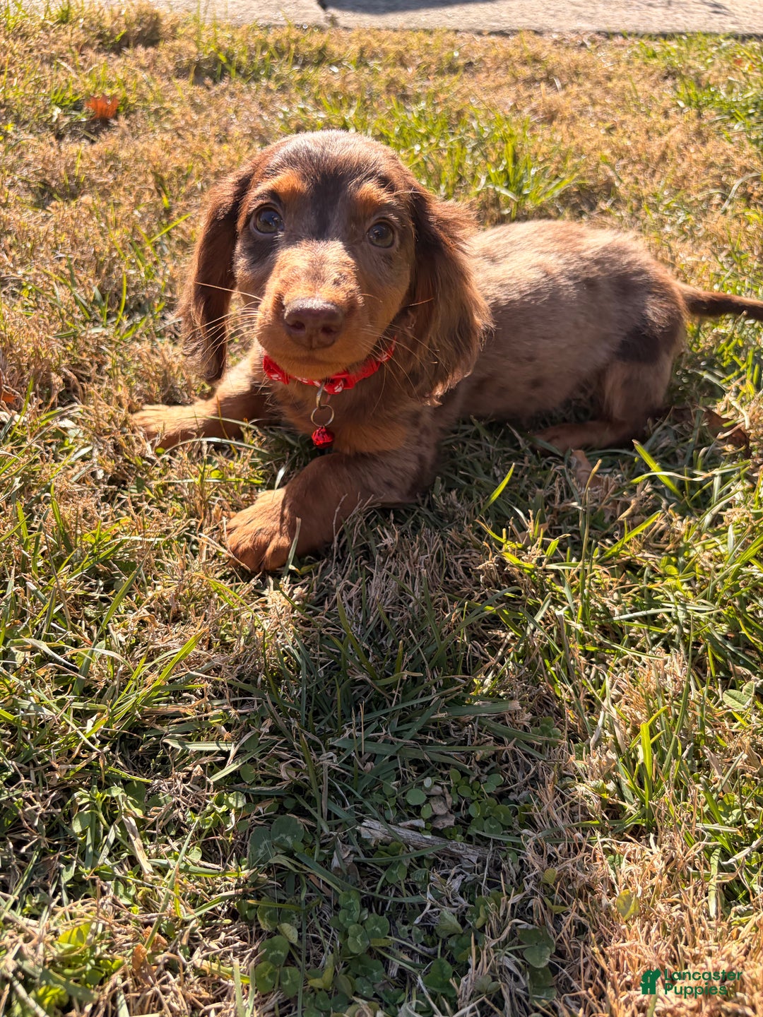 Miniature Dachshund dogs for sale: Odin - Ad 1