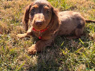 Miniature Dachshund dogs for sale: Odin - Ad 1