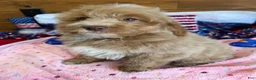 Mini Goldendoodle dogs for sale: Grant - Ad 3