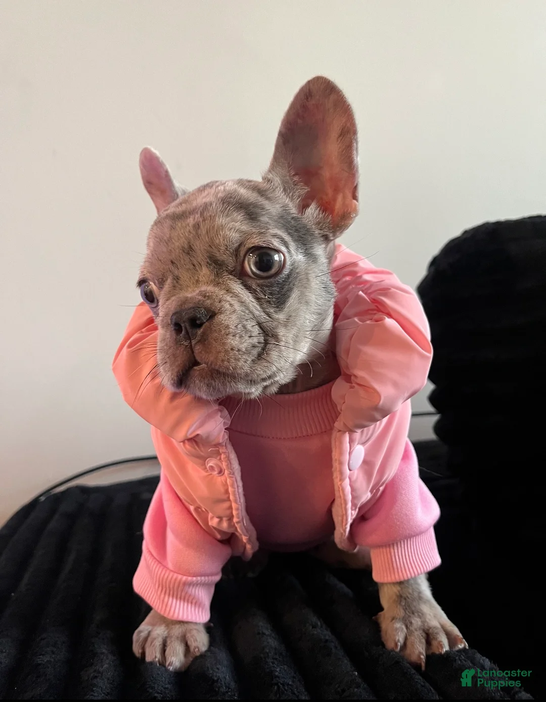 French Bulldog dogs for sale: Stormi - Ad 2