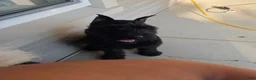 Giant Schnauzer dogs for sale: Giant Schnauzer ruby  - Ad 3