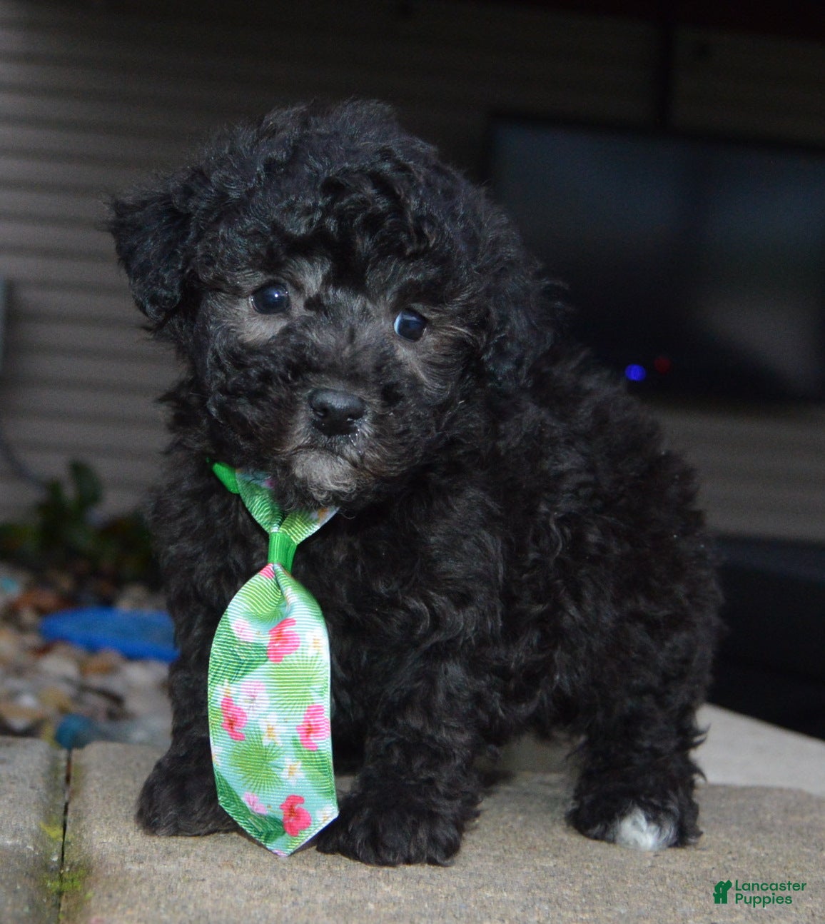 Miniature Poodle dogs Mini Paco - Ad 2