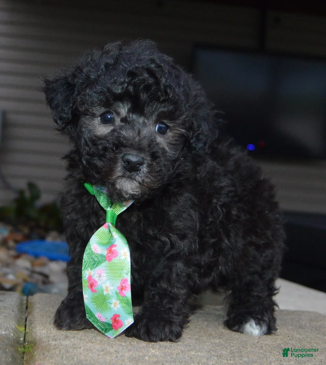 Miniature Poodle dogs for sale: Mini Paco - Ad 2