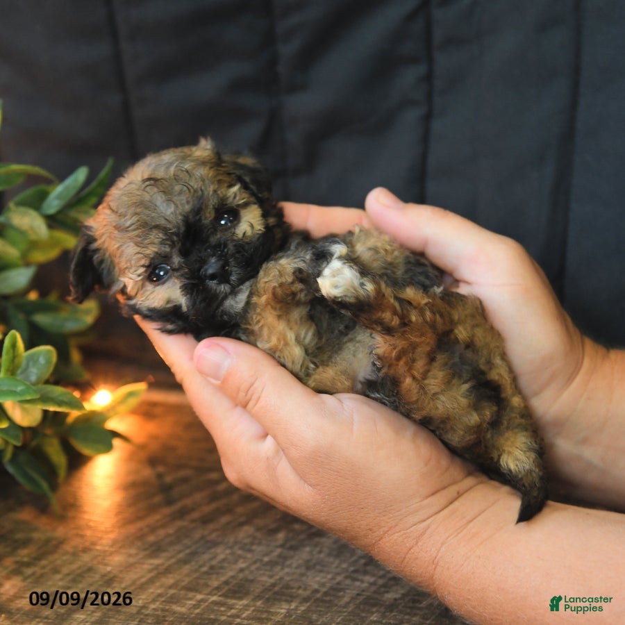 Mixed Breed dogs Teeny - Ad 1