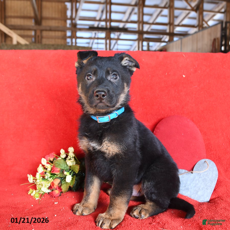 German Shepherd dogs Justin - Ad 2