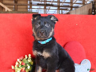 German Shepherd dogs Justin - Ad 2