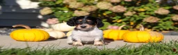 Dachshund dogs for sale: Lily - Ad 7