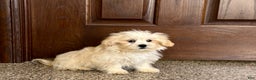 Lhasa Apso dogs for sale: Joey - Ad 4