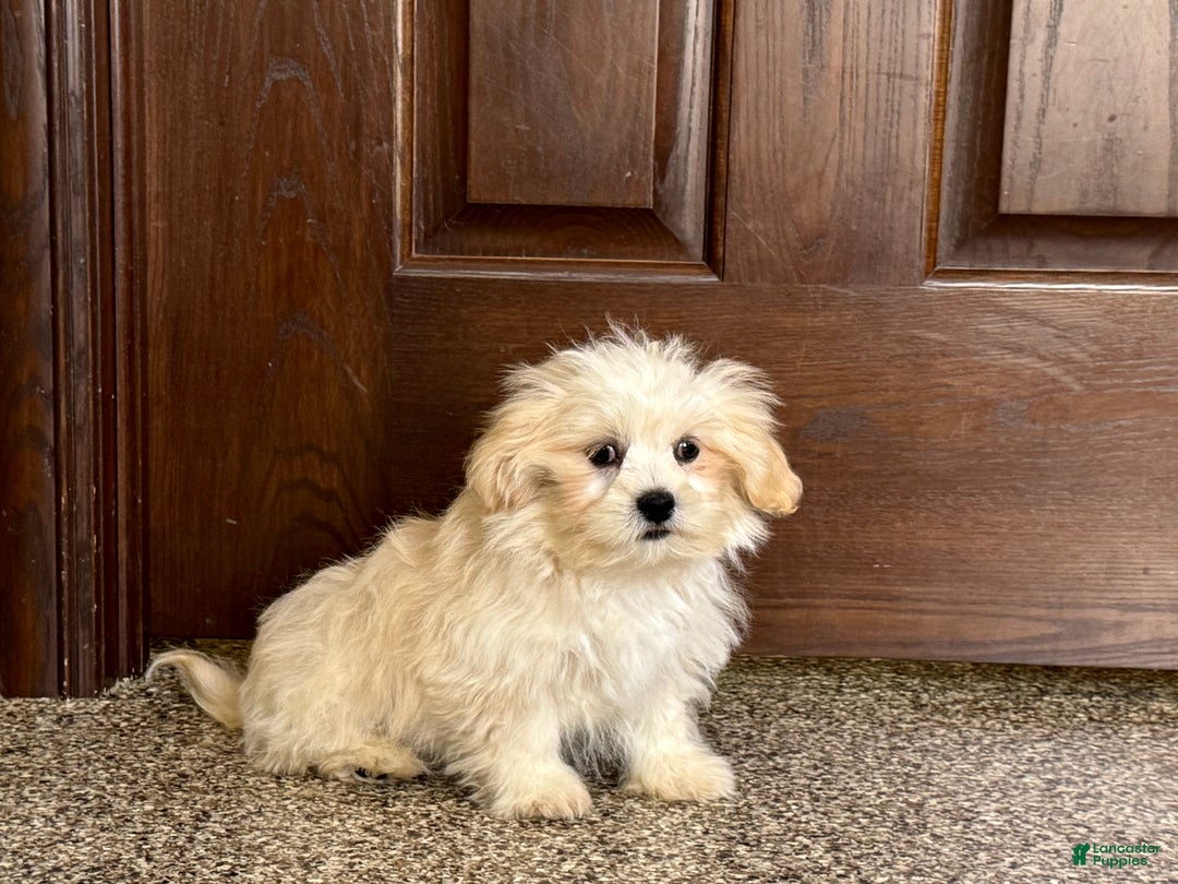 Lhasa Apso dogs for sale: Joey - Ad 4