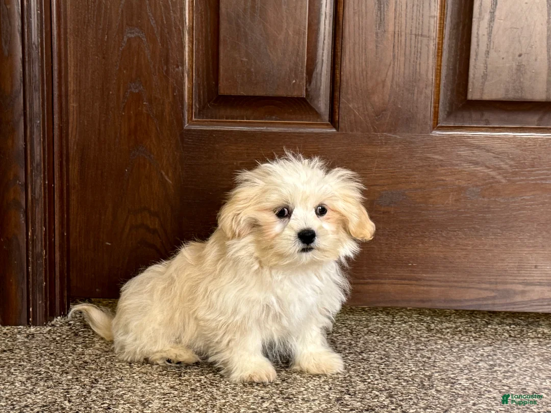 Lhasa Apso dogs for sale: Joey - Ad 8