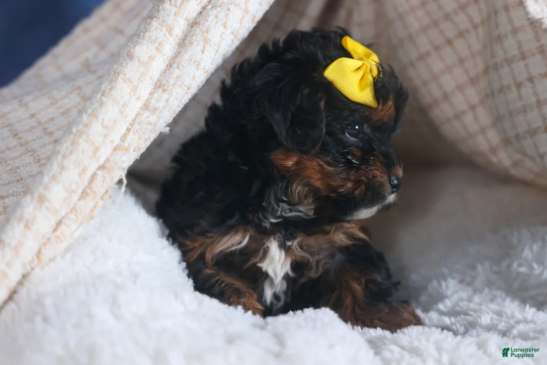 Yorkiepoo dogs for sale: JUDY - Ad 14
