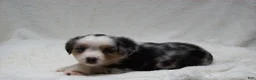 Miniature Australian Shepherd dogs for sale: Brenda - Ad 5