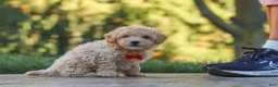 Maltipoo dogs for sale: Archie - Ad 4