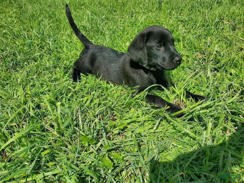Labrador Retriever dogs Labrador Retriever Puppy 9 - Ad 38