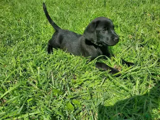 Labrador Retriever dogs Labrador Retriever Puppy 9 - Ad 38