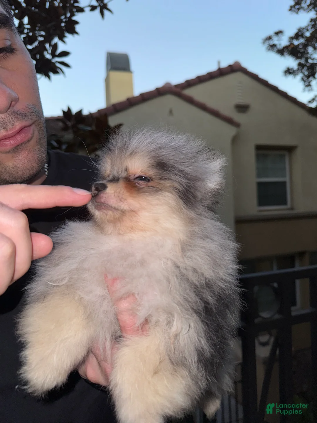 Pomeranian dogs for sale: Lou Lou  - Ad 6