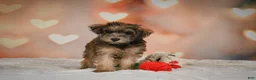 Yorkiepoo dogs for sale: Buttercup - Ad 7