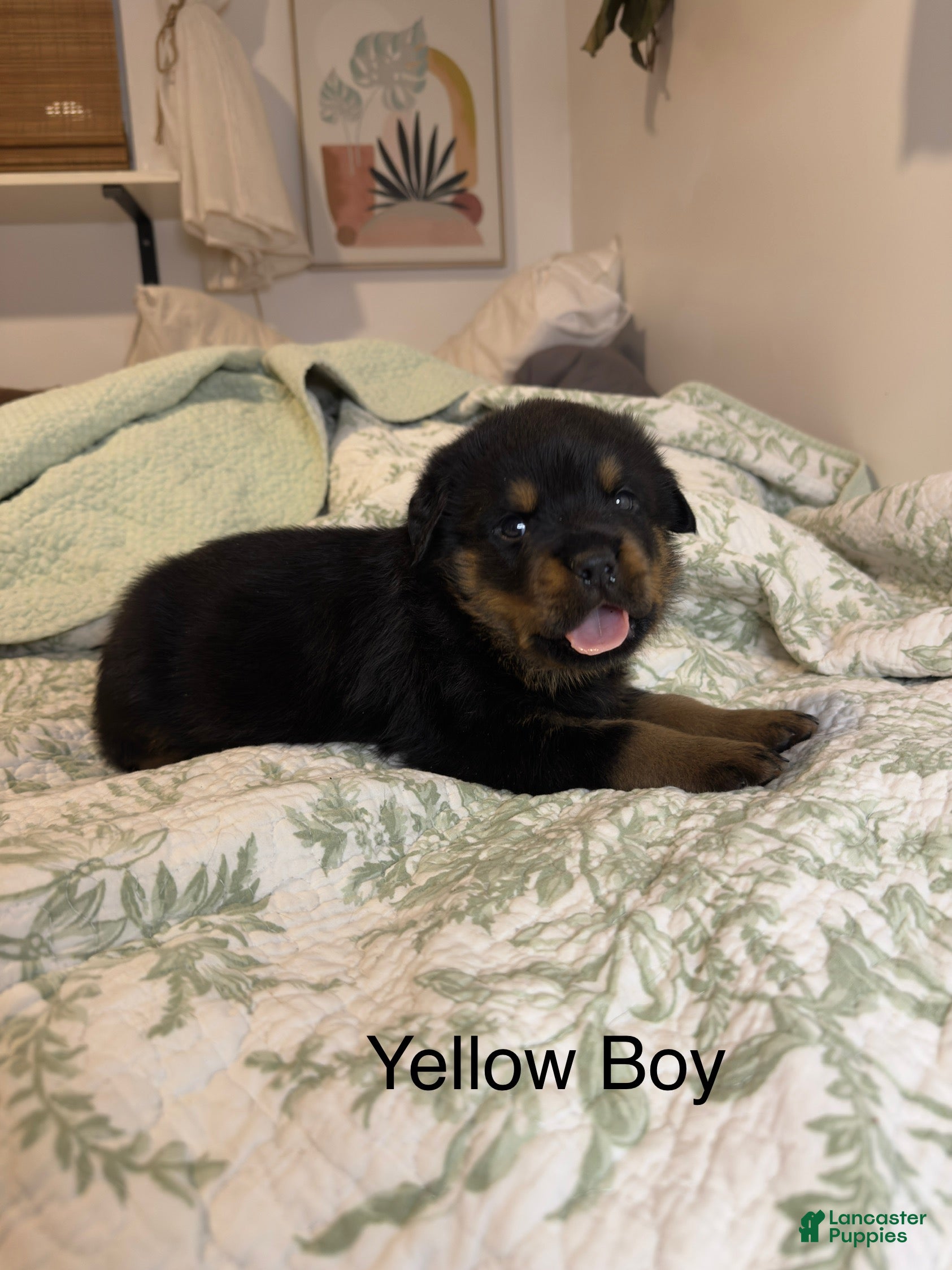 Rottweiler dogs Yellow male  - Ad 40