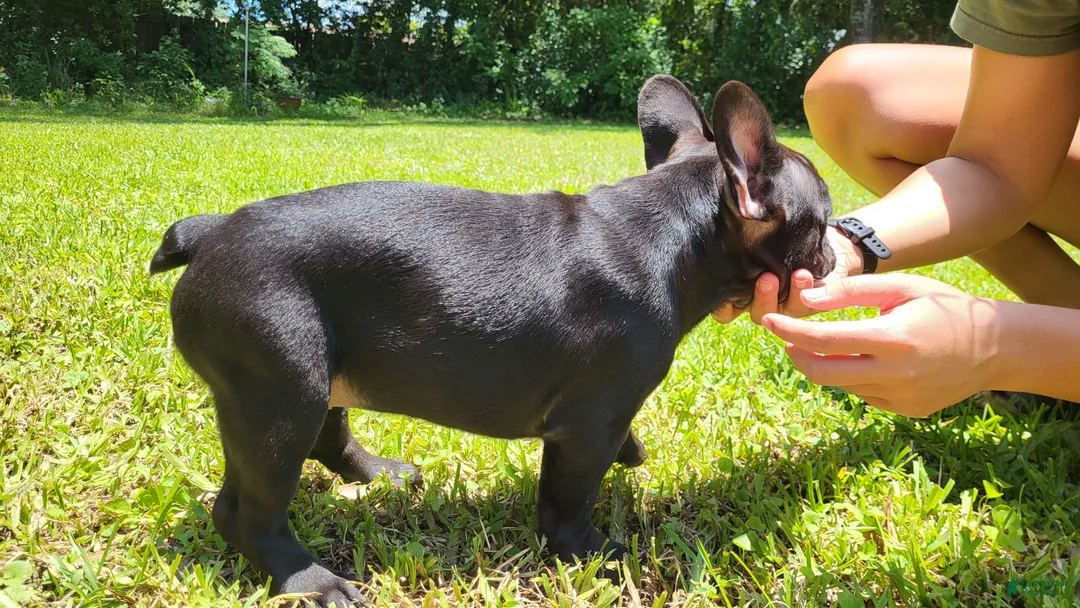French Bulldog dogs for sale: Elinor - French Bulldog Puppy 2 - Ad 2