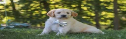Mixed Breed dogs for sale: Jack - Ad 3