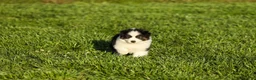 Miniature Australian Shepherd dogs for sale: Logan Miniature Australian Shepherd Puppy  - Ad 3