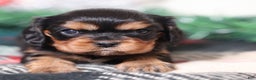 Cavalier King Charles Spaniel dogs for sale: Nora | Genetically Screened  - Ad 1