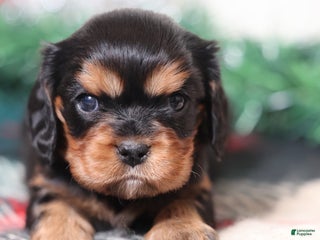 Cavalier King Charles Spaniel dogs Nora | Genetically Screened - Ad 11