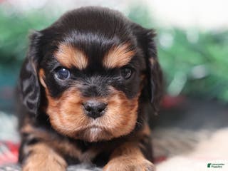 Cavalier King Charles Spaniel dogs Nora | Genetically Screened - Ad 33