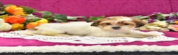 Shihpoo dogs for sale: Jessy - Ad 4