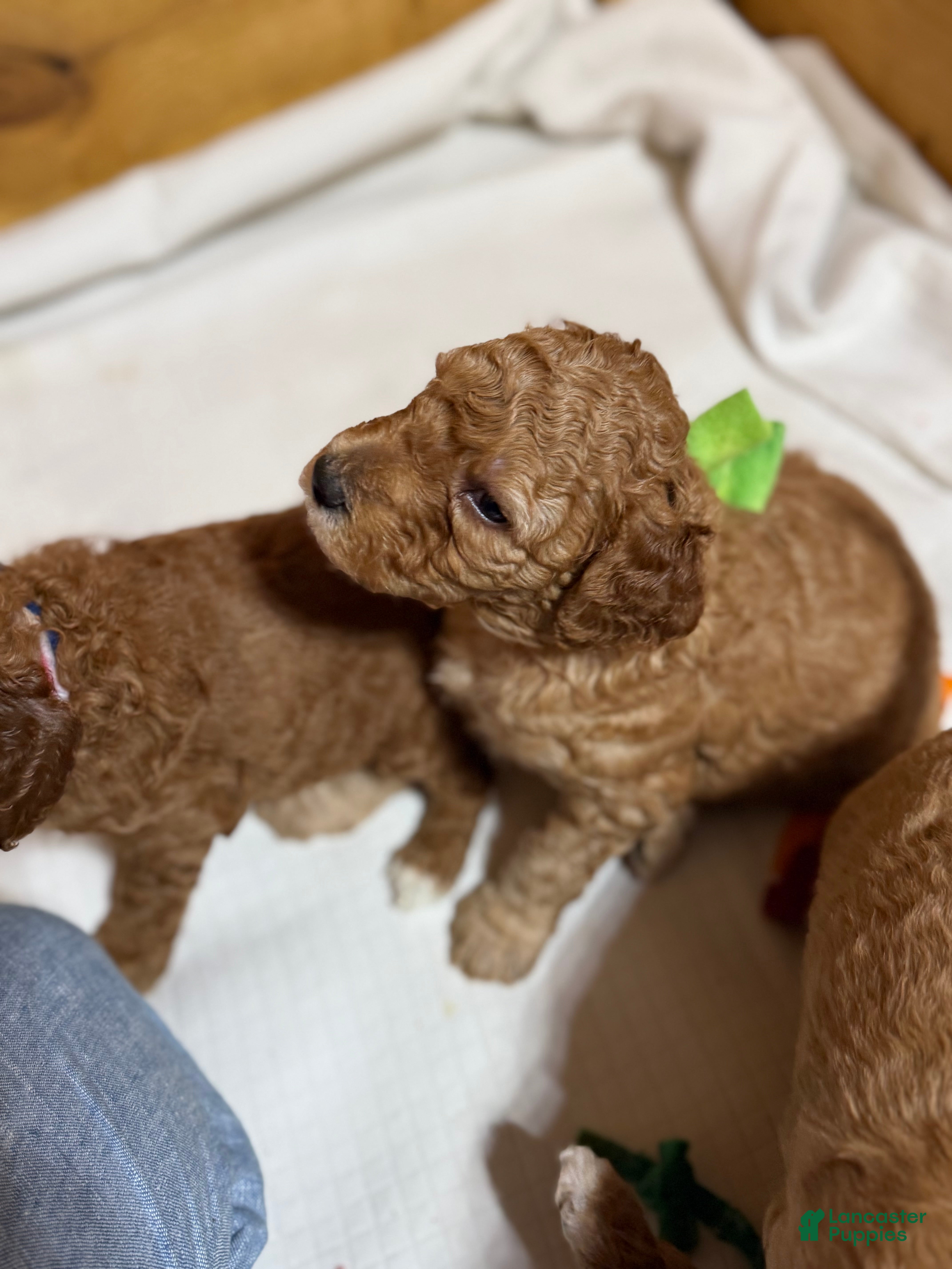 Goldendoodle dogs Goldendoodle Puppy 4 - Ad 2