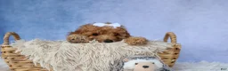 Miniature Poodle dogs for sale: WALTER - Ad 8