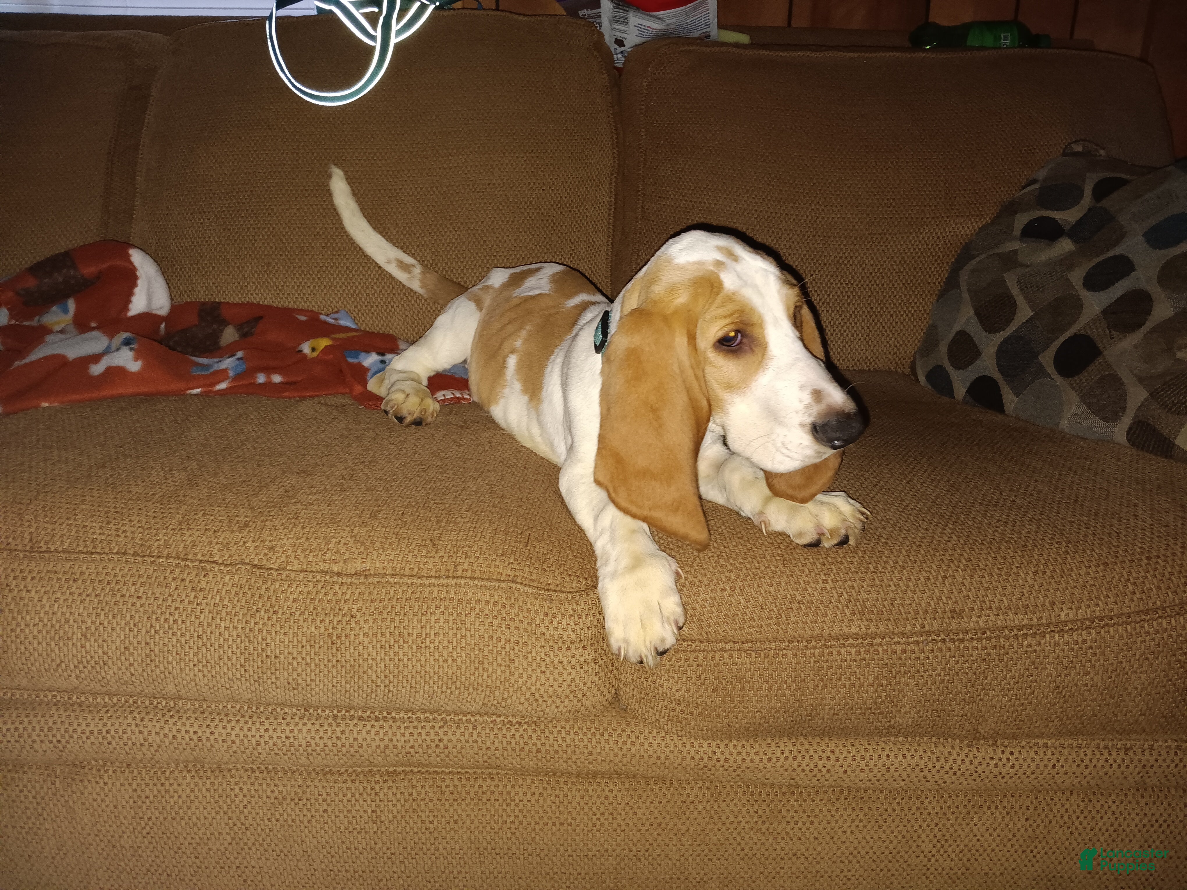 Basset Hound dogs for sale: Drago - Ad 4