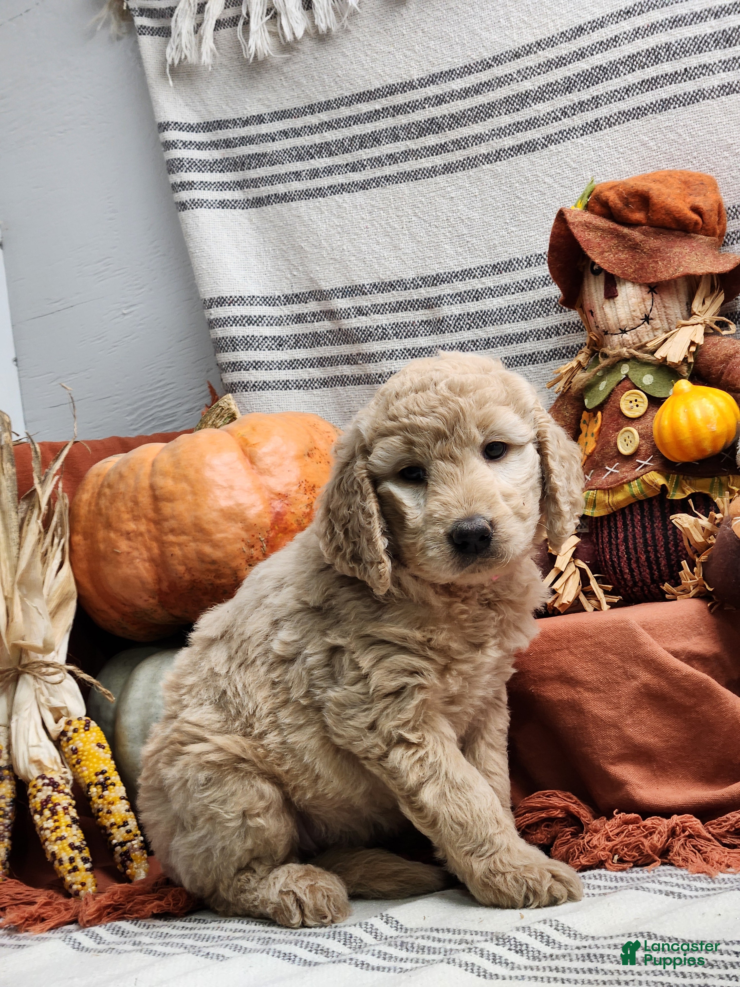 Goldendoodle dogs Mira - Ad 1