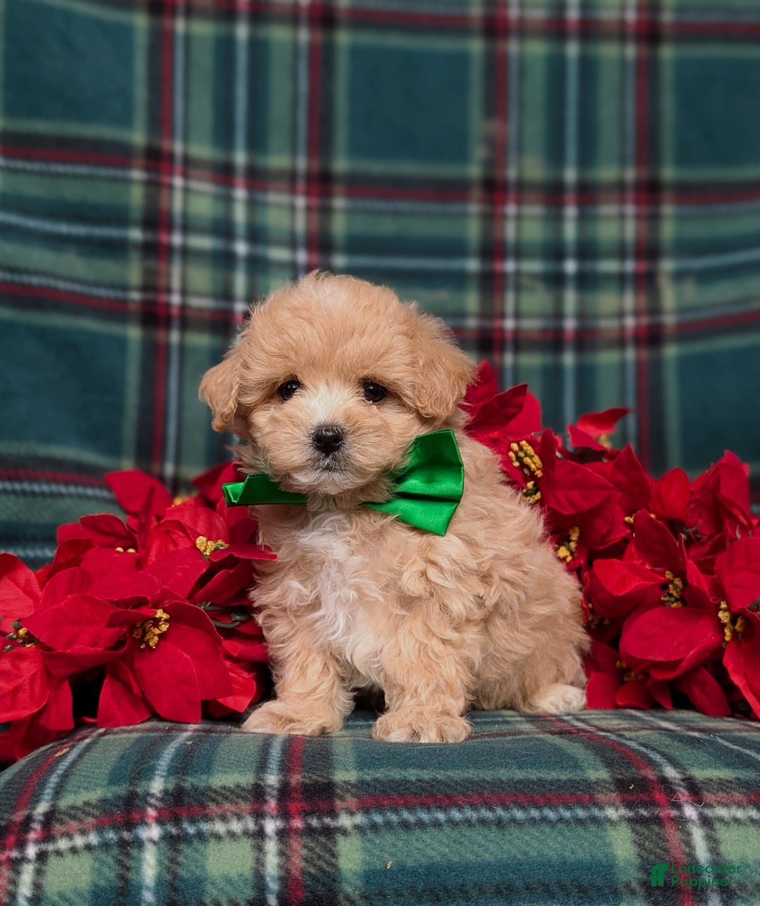 Maltipoo dogs for sale: Zeke 8 lbs Full Grown - Ad 3