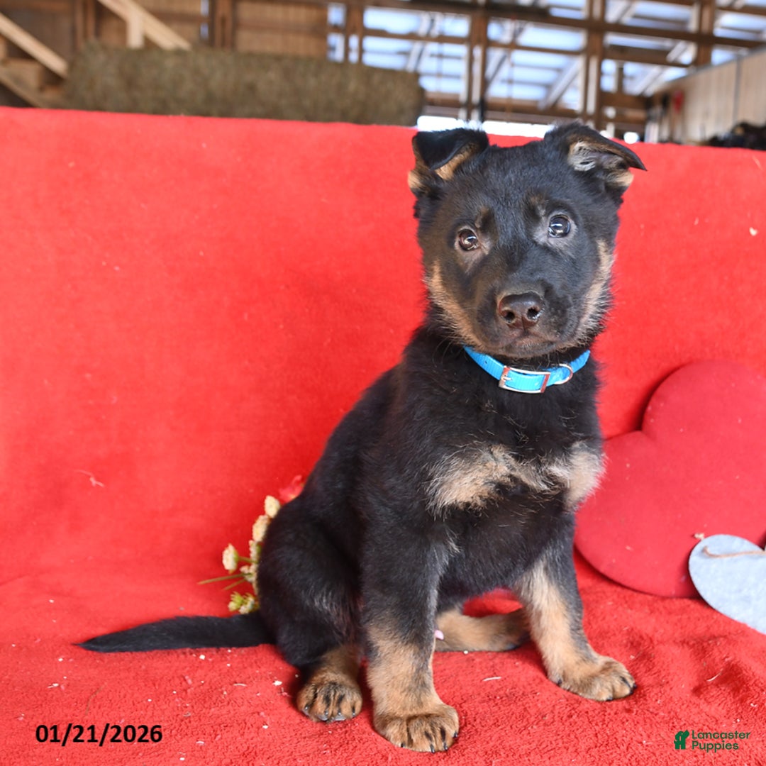 German Shepherd dogs for sale: Justin - Ad 5