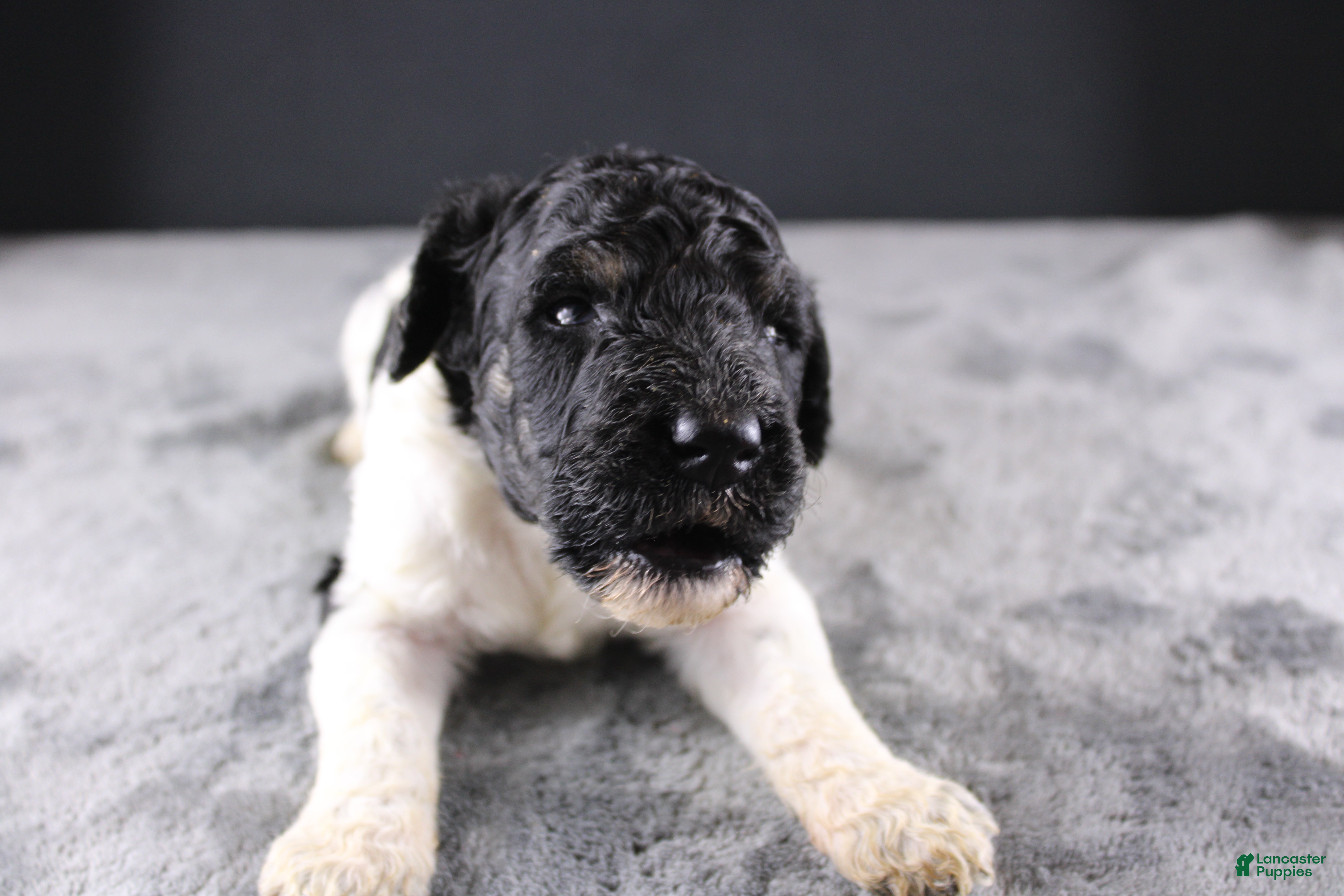 Standard Poodle dogs Willie N - Ad 11