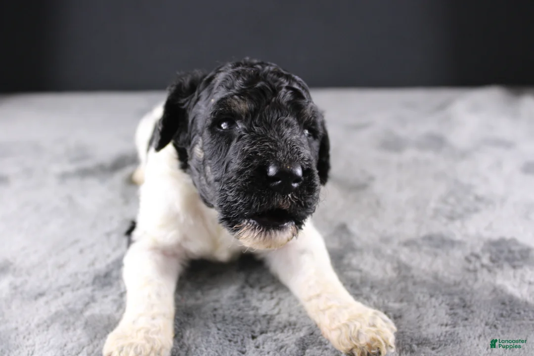 Standard Poodle dogs for sale: Willie N - Ad 1
