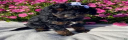 Mini Bernedoodle dogs for sale: Reba - Ad 3